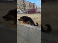 كلب 8 شهور بس مقاتل كلاب كلاب شرسه كلاب حراسه كلاب جيرمن كلاب جيرمن شيبرد كلاب شرسه جدا 