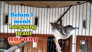 Belum 1 menit ciblek bahan langsung nyaut ciblek kristal Gacor narung