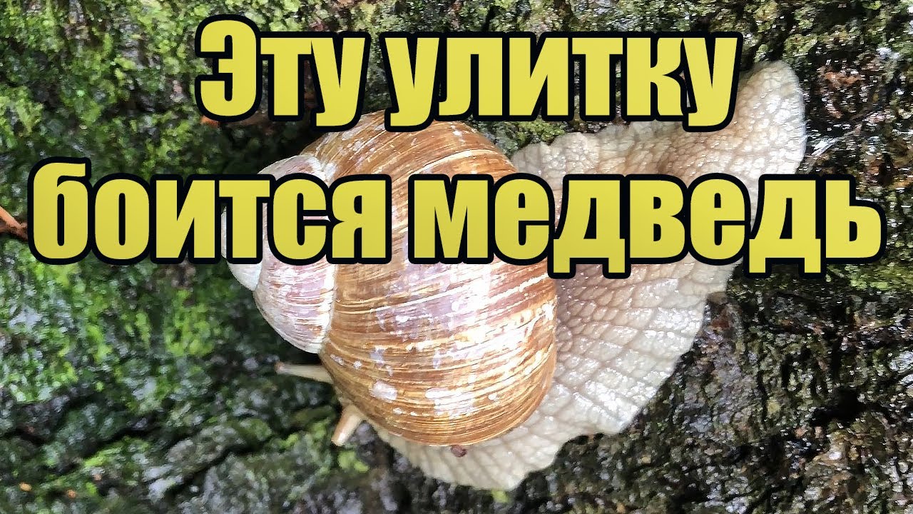 Эту улитку боится бурый медведь - видео паники медведя - YouTube