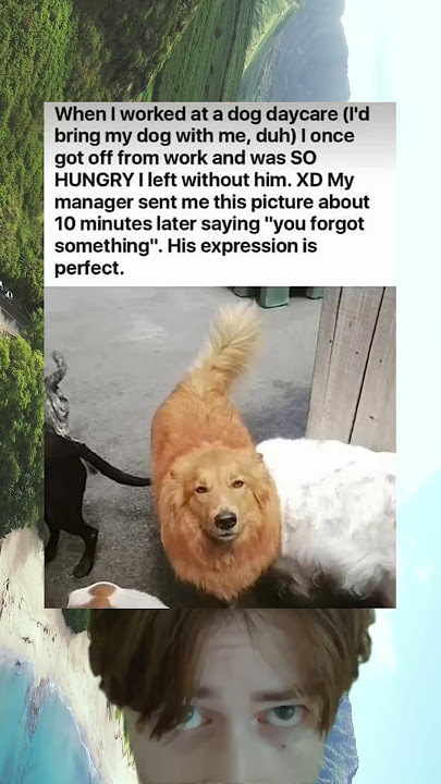 You Wont Believe This Dogs Daycare Betrayal Face