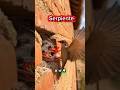 Una Serpiente Ataca un nido de pajaros