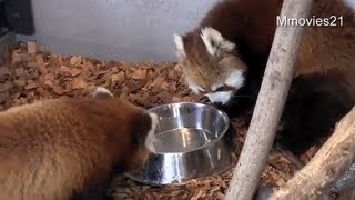 お水こぼしちゃったキン~Red Pandas