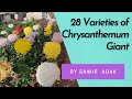 28 varieties of chrysanthemum    giant  incurved  by samir adak  india  2022 