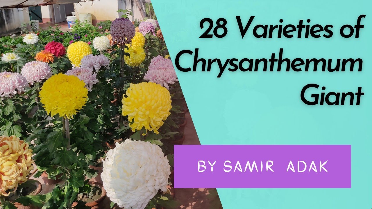 28 Varieties of Chrysanthemum | চন্দ্রমল্লিকা | Giant | Incurved | By Samir Adak | INDIA | 2022 |