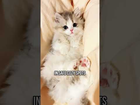 Why Do Cats