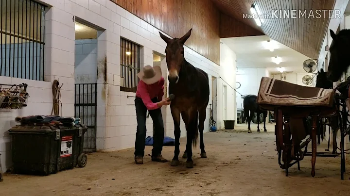 Cheyenne 5yr old Gorgeous Molly mule Offered for sale!!! Located in Millersburg Ohio