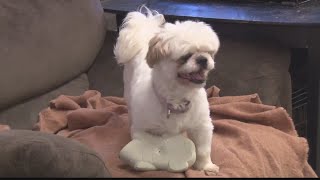 Many people are interested in adopting dogs from recent Belmont County hoarding case