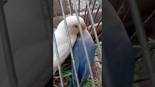 Please like & subscribe Albino Crux.                                #lovebirds #music#explore#albino