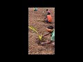 PLANTING 9986980777  DARVIGROUP #shorts  #africanblackwood #sandalwood