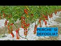 Defogliazione delle piante di pomodoro in SERRA prima della raccolta per aumentare la qualit