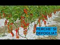 Defogliazione delle piante di pomodoro in SERRA prima della raccolta per aumentare la qualità
