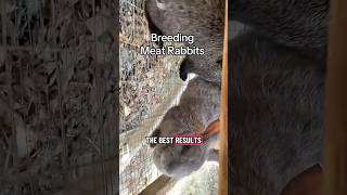 “Breeding meat rabbits doesn’t have to be complicated 🐇💡 We raise Californians and Silver Fox on
