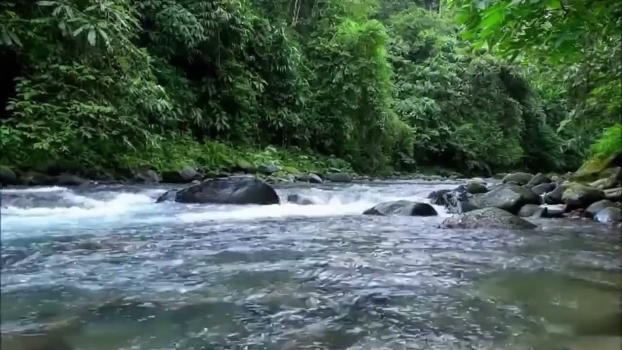 Deep Forest River Sounds | Gentle Flowing Water for Rest, Relaxation & Sleep