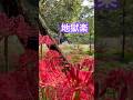 曼珠沙華 #曼珠沙華 #彼岸花  #flower  #silenthillf