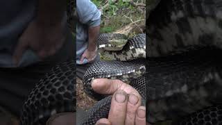 Cranky Rat Snake Hidden Under Trash!