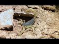 Day of the dors high desert herping for snakes and invertebrates