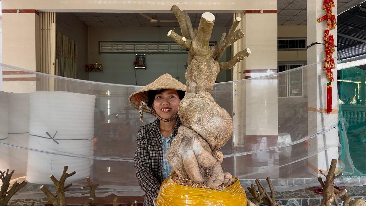 Phôi hoa giấy Hương Đoàn giao lưu cây to đẹp củ đế đặc nhiều cây khủng ☎0939.421.599 Hương Đoàn