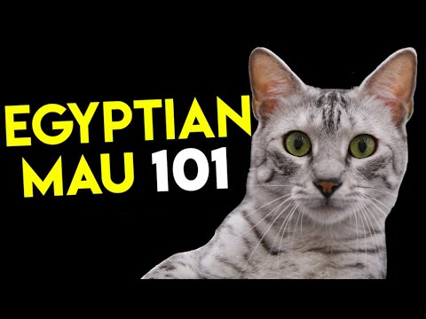 Video: Jak identifikovat egyptský Mau: 10 kroků (s obrázky)