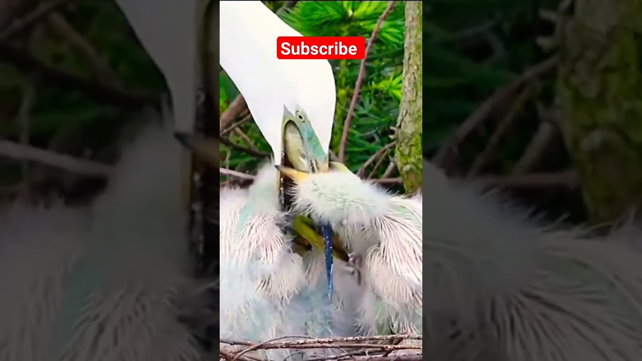 Egret feeding their chicks 