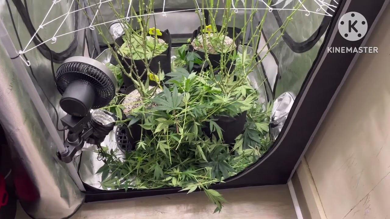 FIRST 2 WEEKS OF FLOWERING |SMUCKERZ|WRENCH|SOUR CHERRY 🍒 GLUE X HEADY OG