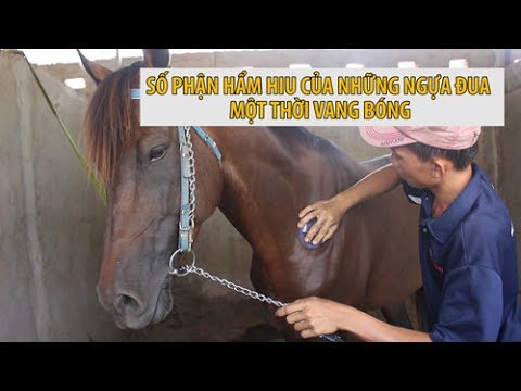 Video: Giống Ngựa Akhal-Teke Ít Gây Dị ứng, Sức Khỏe Và Tuổi Thọ