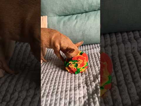 Игрушки для собак.