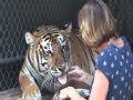 Cuddly Tigers and their Friends