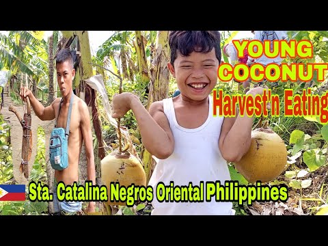 EP187 - MOUNTAIN TOP COCONUT HARVEST |  umakyat ng bundok para sa Pera | #NegOr