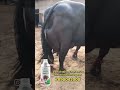 #cow #lifeisbutadream #sadsong #animals #whowillbemylifepartnerta #sadmusic #farming #haveitoldyo
