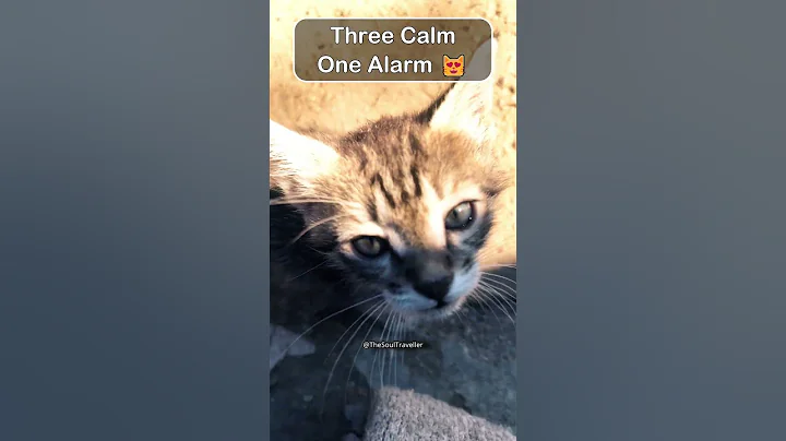 Watch the video about Three Calm, One Alarm 😻 Funny Kitten Moments | The Soul Traveller #kittens #cutekittenvideos #shorts