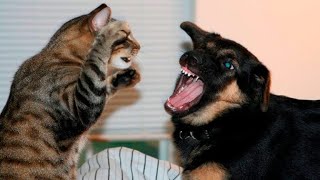 Живут как Кошка с Собакой / ПРИКОЛЫ С ЖИВОТНЫМИ /#23/ смешные Котики и Собаки /  Funny animals video