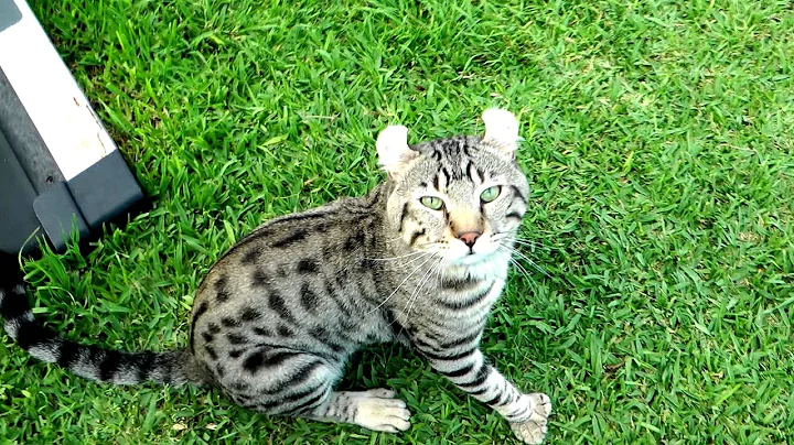 Video 11135341: highland lynx