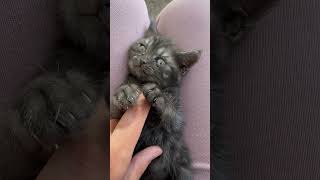 kitten cutecat