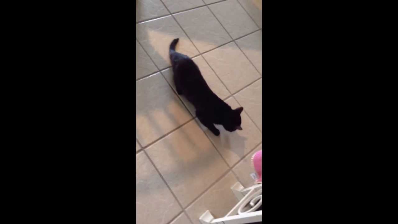 Cat can't walk YouTube