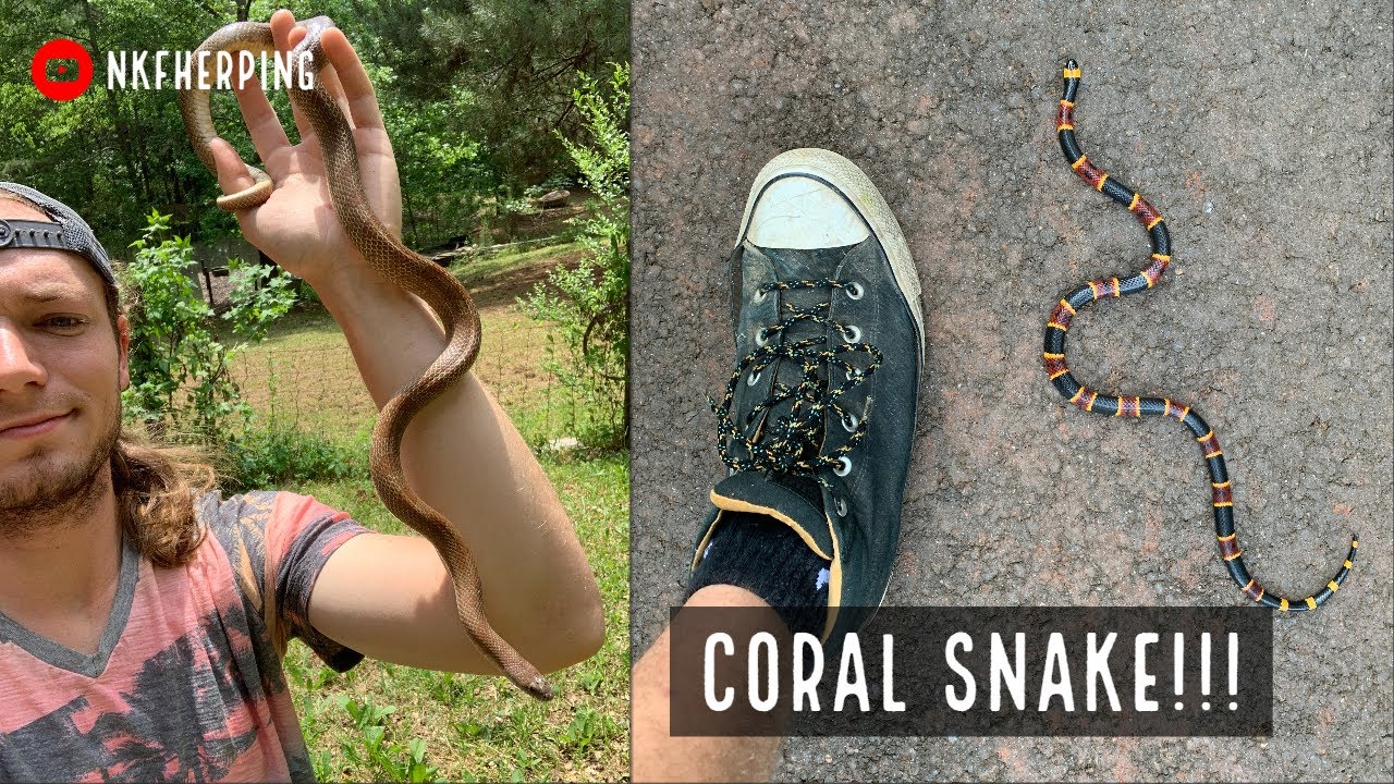 The RAREST Snake I've Ever Found in Georgia! Eastern Coral Snake, Mole King, and More!!