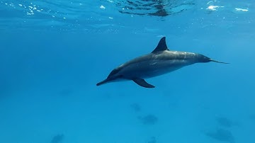 The Secret Language Of Animals: How Different Species Communicate