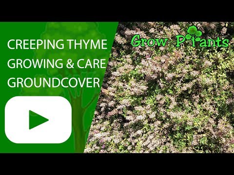 वीडियो: रेंगने वाले अजवायन के पौधे की देखभाल - रेंगने वाले थाइम ग्राउंड कवर को कैसे रोपित करें