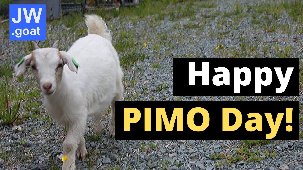 Happy Pimoday 2020 - From Goatlike Personality :-)