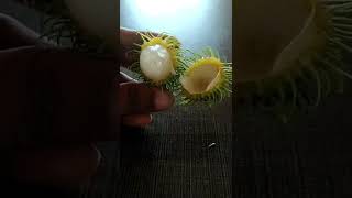 Rambutan (Nephelium lappaceum)