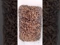 Maggot Black Soldier Fly