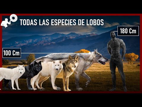 Video: Tipos y subespecies de lobos. Lobo de tundra: descripción, características y hábitat