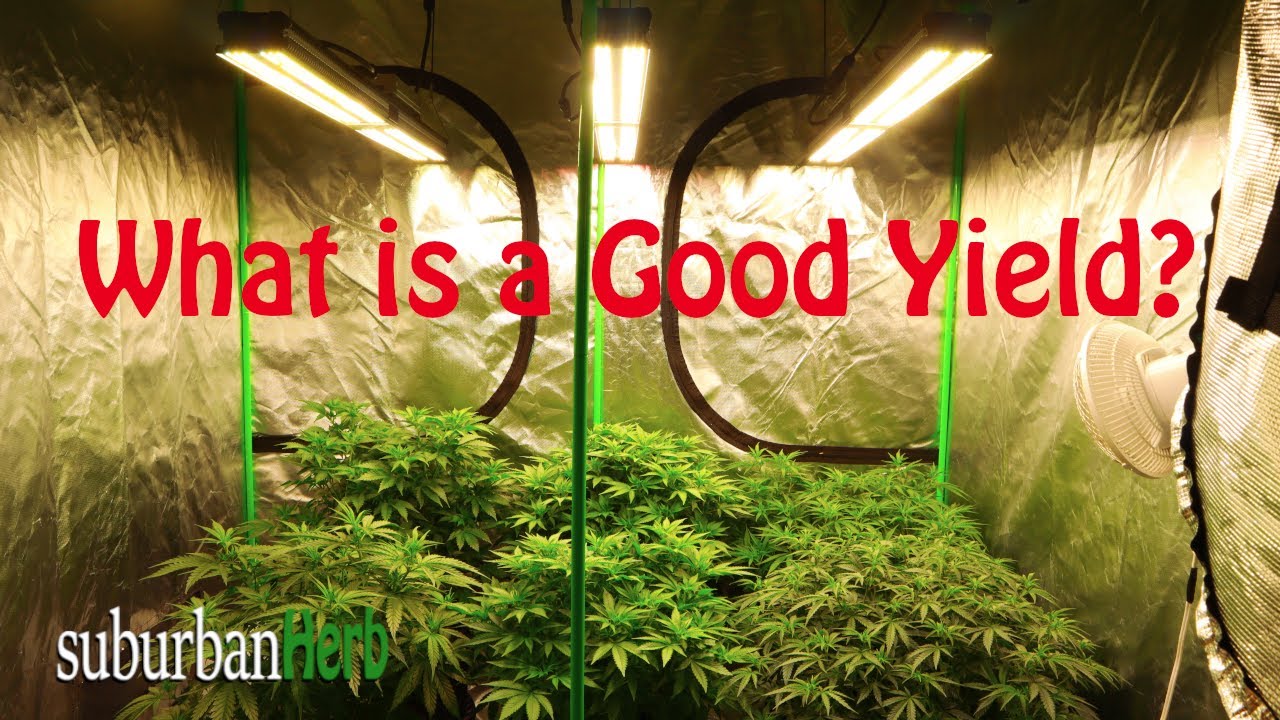 Какой урожай считается хорошим? Обновление информации о саде для производства печенья Girl Scout ...