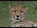 What noise do Cheetahs make?