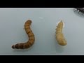 Meal Worms and Beetles, Up Close and Personal