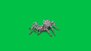 Футаж паук / spider на зелёном фоне - хромакей