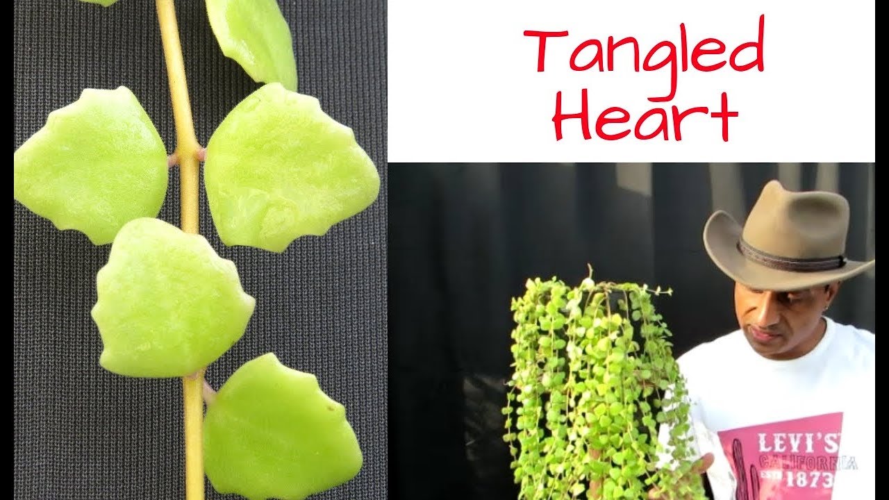 Succulent Vine Tangled Heart Care And Lot More Youtube Succulent Vine Tangled Heart Care And Lot More Youtube