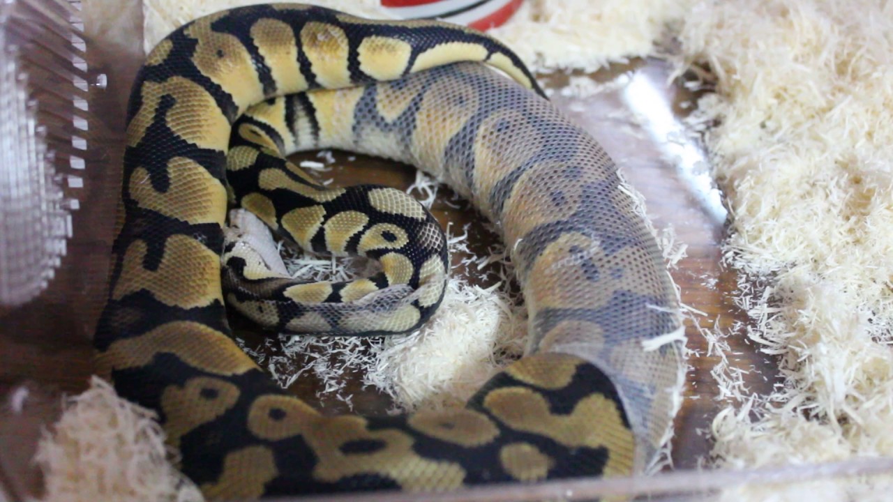 animal and man งู ball python ลอกคราบ (3) [ Seventeen Farm ]