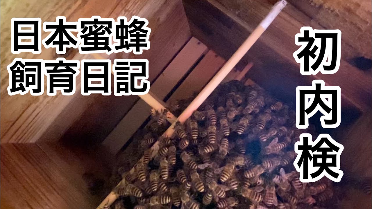 #042 日本蜜蜂の飼育日記 初めての内検徘徊する蜂 巣箱の掃除 ハニカム構造