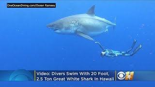 Incredible Video Divers Swim With Massive 20 Foot Great White Shark In Magical Encounter