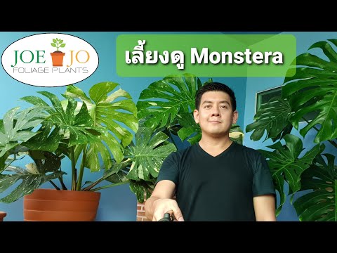 วีดีโอ: Monstera ความลับของการเติบโต